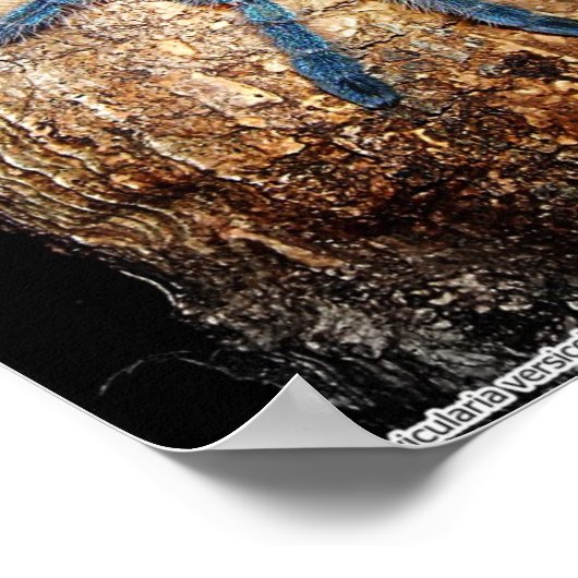 Poster Avicularia versicolor (Coin)