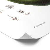 Poster Avocado (Persea americana) (Coin)