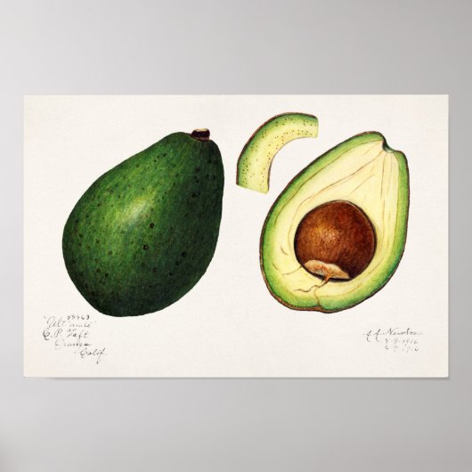 Poster Avocado (Persea) Peinture d'aquarelle aux fruits (Devant)