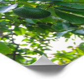 Poster Avocado Tree dans un verger sur l'île d'Hawaii (Coin)