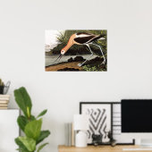 Poster Avocet américain (Bureau à domicile)