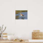 Poster Avocet américain debout dans l'eau (Cuisine)