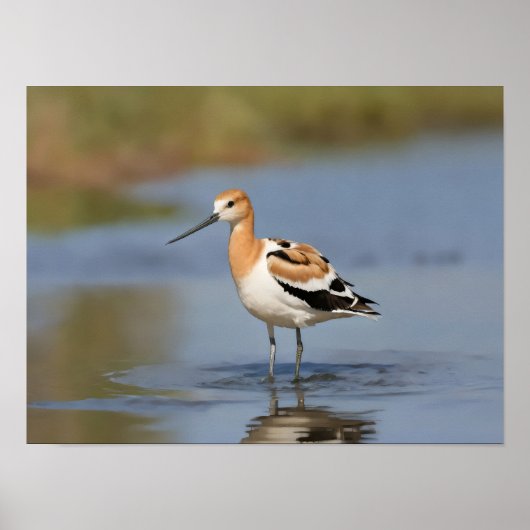 Poster Avocet américain debout dans l'eau (Devant)