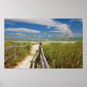 Poster avoine de mer Uniola paniculata) poussant près de