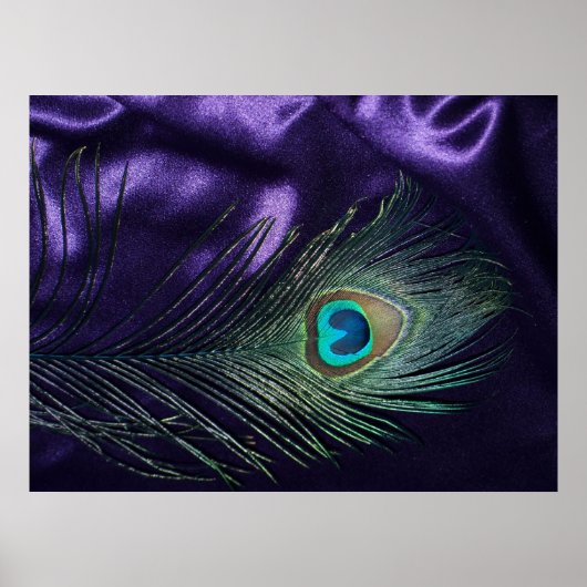 Poster Awesome Peacock Plumes violet (Devant)