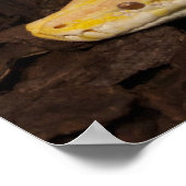 Poster Awesome Yellow Burmese Python (Coin)