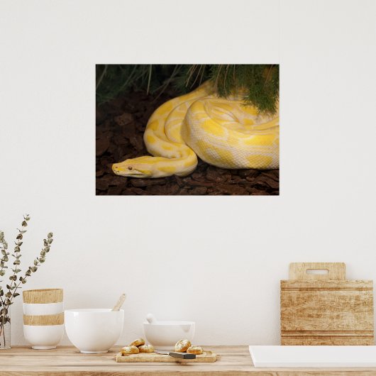 Poster Awesome Yellow Burmese Python (Cuisine)