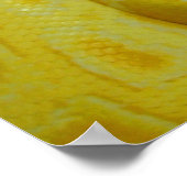 Poster Awesome Yellow Burmese Python (Coin)
