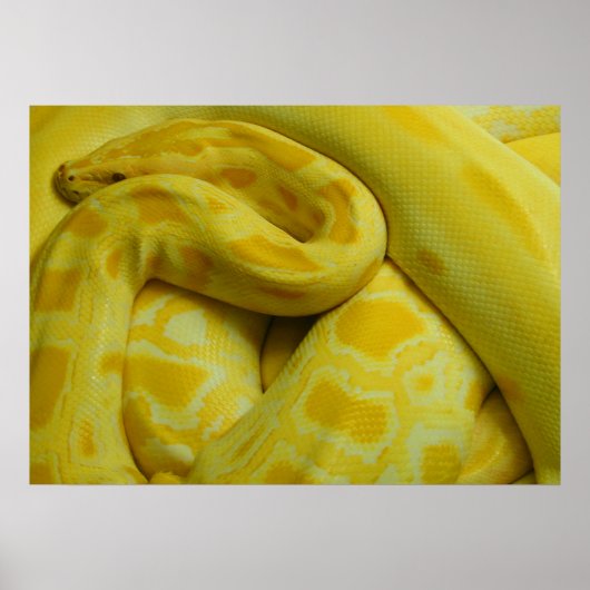Poster Awesome Yellow Burmese Python (Devant)