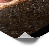 Poster Axolotl leuciste (Coin)