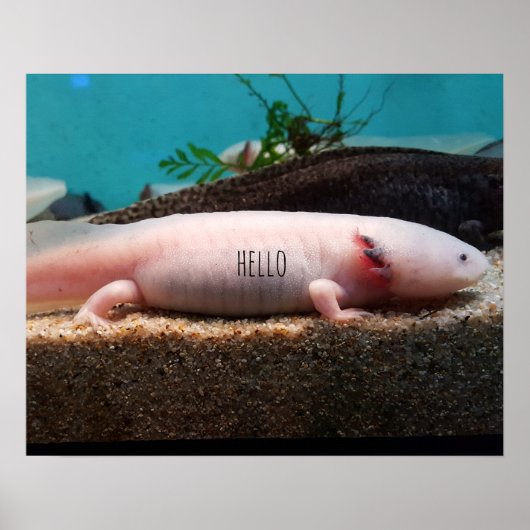 Poster Axolotl leuciste (Devant)