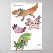Poster Axolotls (Devant)