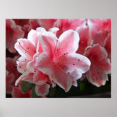 Poster Azalea #3 (Devant)