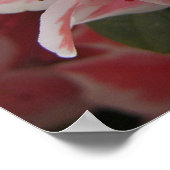 Poster Azalea #3 (Coin)