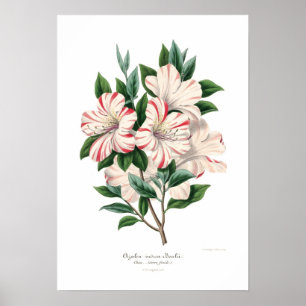 Poster Azalea indica bealii