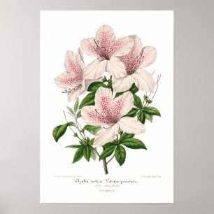 Poster Azalea indica - vittata punctata
