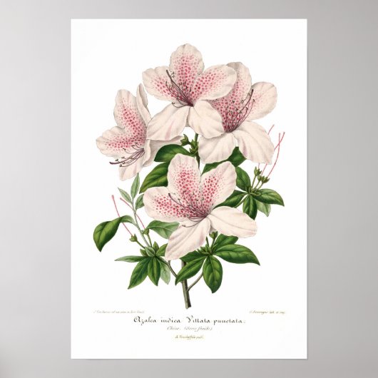 Poster Azalea indica - vittata punctata (Devant)