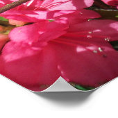 Poster Azalea rose (Coin)