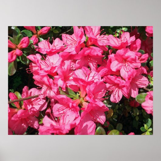 Poster Azalea rose (Devant)