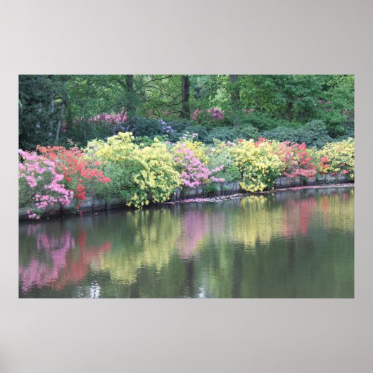 Poster Azaleas (Devant)