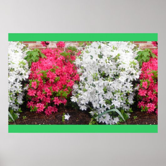 Poster Azaleas (Devant)