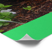 Poster Azaleas (Coin)