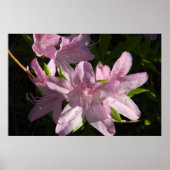 Poster Azaleas dans l'affiche Sunshine (Devant)