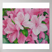 Poster Azaleas doux (Devant)