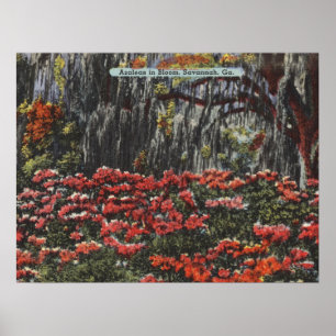 Poster Azaleas en fleur à Savannah GA Cartes postales