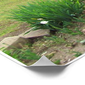 Poster Azaleas en Oklahoma (Coin)