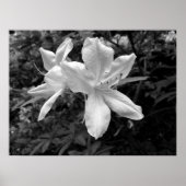 Poster Azaleas / Rhododendrons en B&W (Devant)