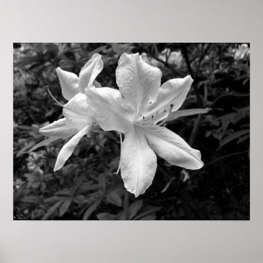 Poster Azaleas / Rhododendrons en B&W (Devant)
