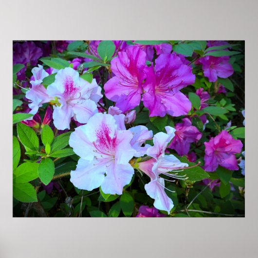 Poster Azalée, (Devant)