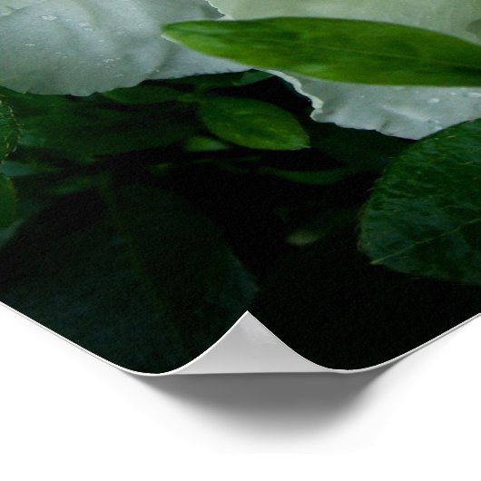 Poster Azalée blanche (Coin)