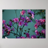 Poster Azalée rose et signification (Devant)