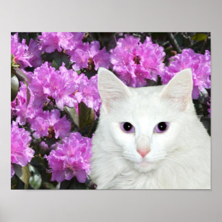 Poster azalées de chat blanc