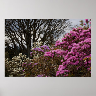 Poster Azalia et Magnolia