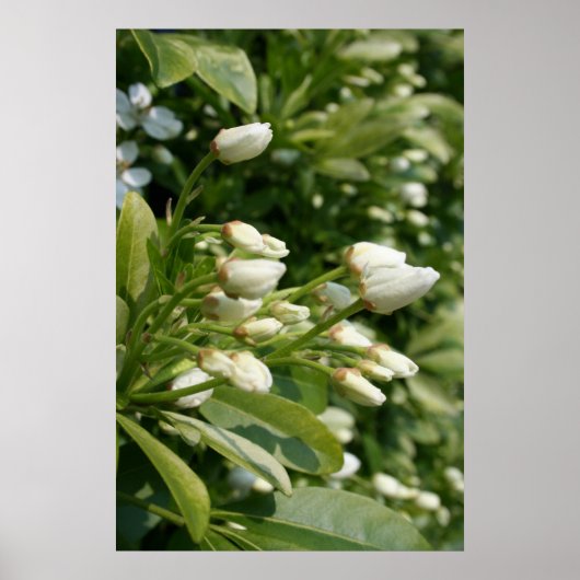 Poster Aztec Pearl (Devant)