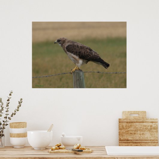 Poster B10 Swainson's Hawk (Cuisine)