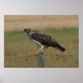 Poster B10 Swainson's Hawk (Devant)