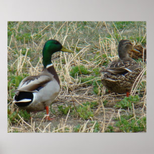 Poster B12 Mallard Ducks Pair
