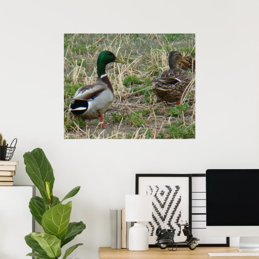 Poster B12 Mallard Ducks Pair (Bureau à domicile)
