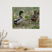 Poster B12 Mallard Ducks Pair (Cuisine)