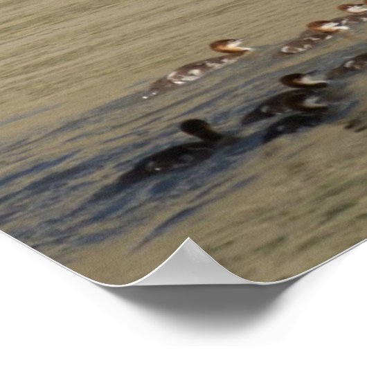 Poster B17 Hen merganser et colliers (Coin)