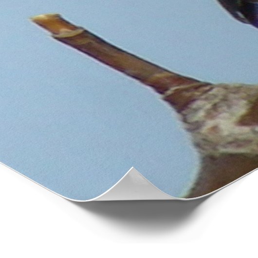 Poster B21 Chickadee noir à capuchon (Coin)