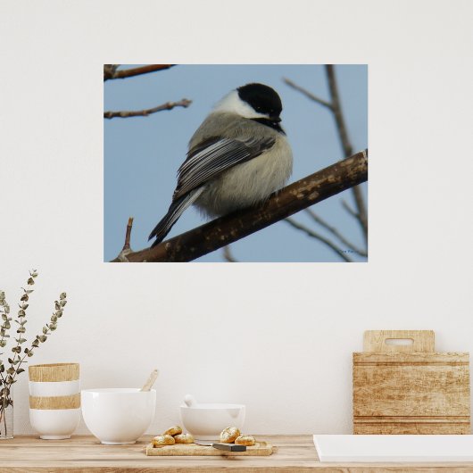 Poster B21 Chickadee noir à capuchon (Cuisine)