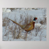 Poster B23 Pheasant à anneaux (Devant)