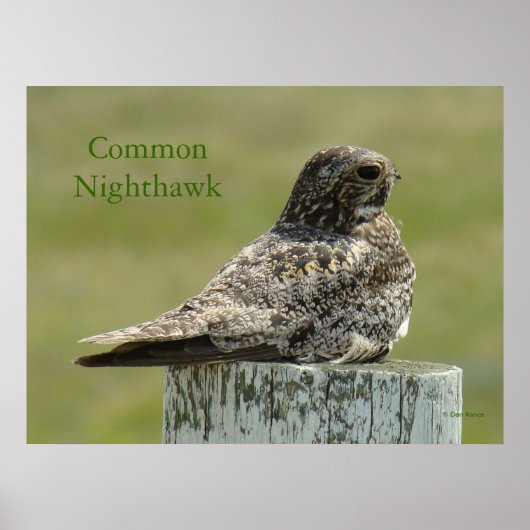 Poster B2 Commom Nighthawk (Devant)