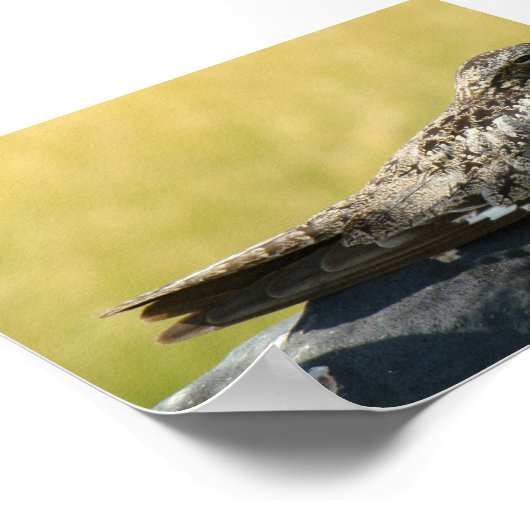 Poster B30 Nighthawk commun (Coin)