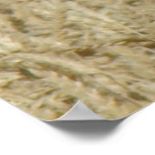 Poster B36 Buse ferrugineuse dans un champ de blé (Coin)